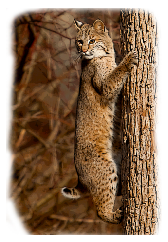 "Backyard Bobcat" by Mike and Laura Jackson