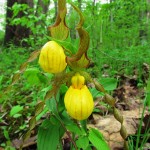 Yellow lady's-slippers