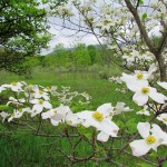 Flowering dogwood