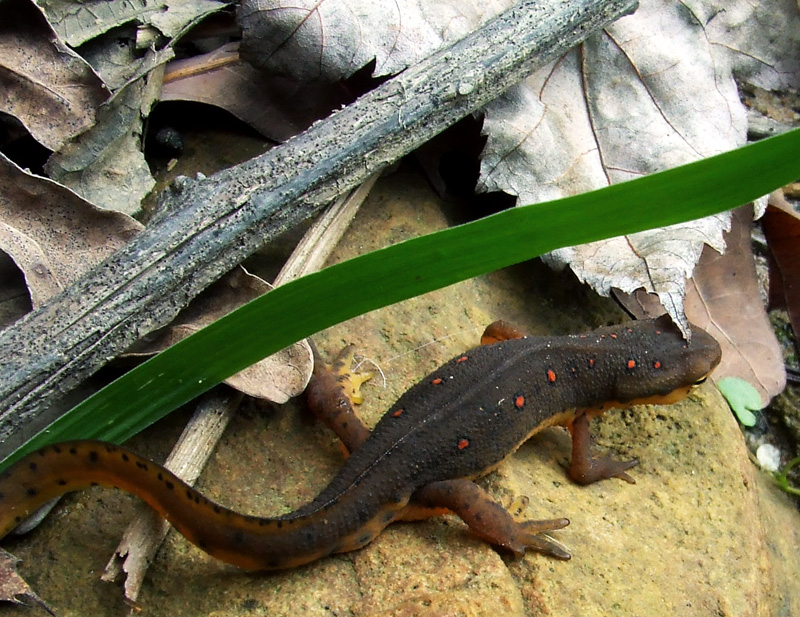 New 10-year amphibian and reptile atlasing project launched in PA