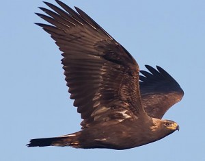 golden eagle in flight 