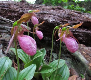 Pink lady's-slipper orchids at Rocky Ridge