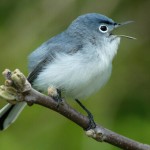 blue-gray gnatcatcher with its mouth open