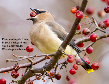 Cedar Waxwing by Mike and Laura Jackson