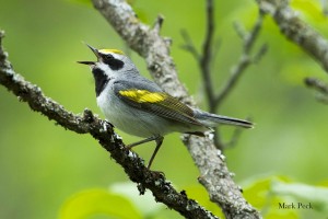 Golden-winged Warbler by Mark Peck