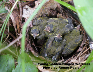 Young Golden-winged Warblers on nest