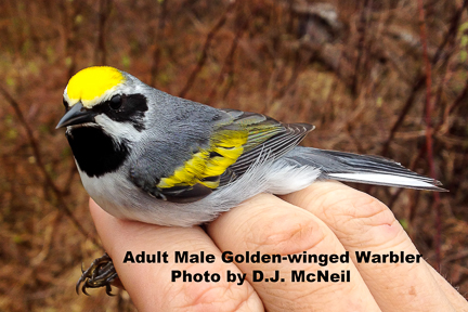 Male Golden-winged Warbler