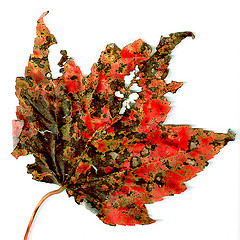 red maple leaf