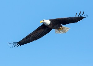 Bald eagle in flight