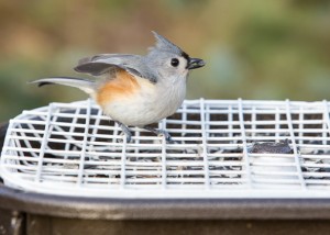 Tufted Titmouse