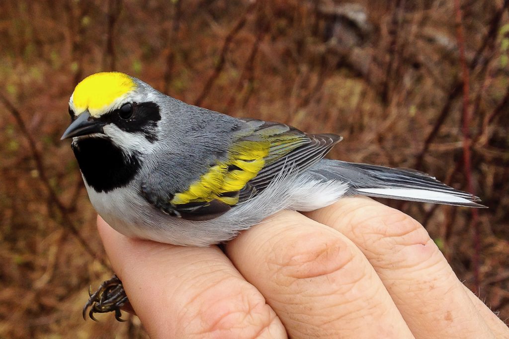 Golden-winged Warbler in the hand.