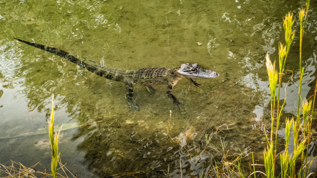 A small alligator floating in the water.