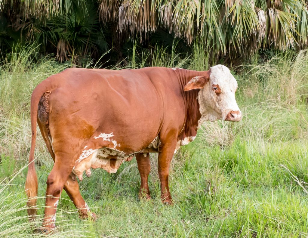 Brown cow with a white head.