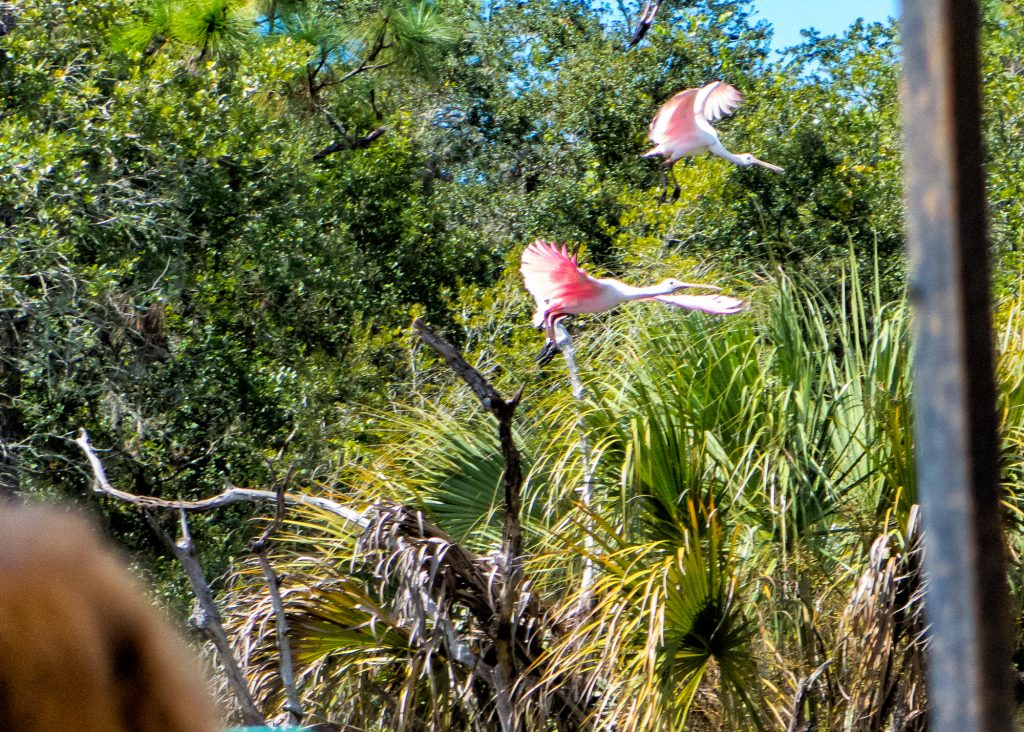 Roseate Spoonbills in flight.