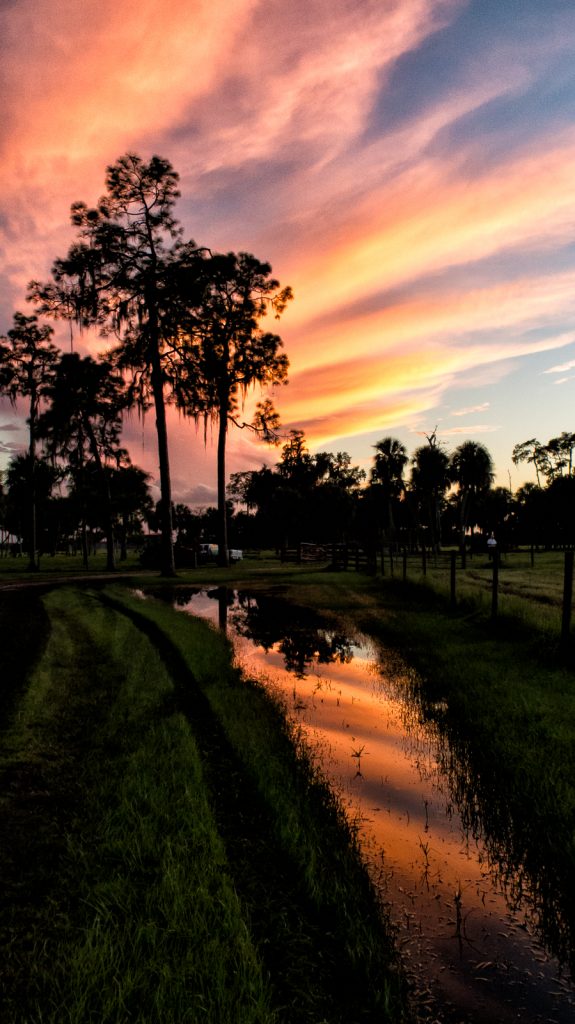 Trees and water with a sunset sky.