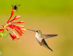 hummingbird at honeysuckle blossoms