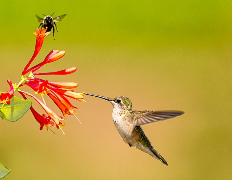Pennsylvania Native Plant Society Sale Juniata Valley