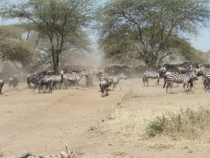zebras and wildebeests block a dusty road through the savanna