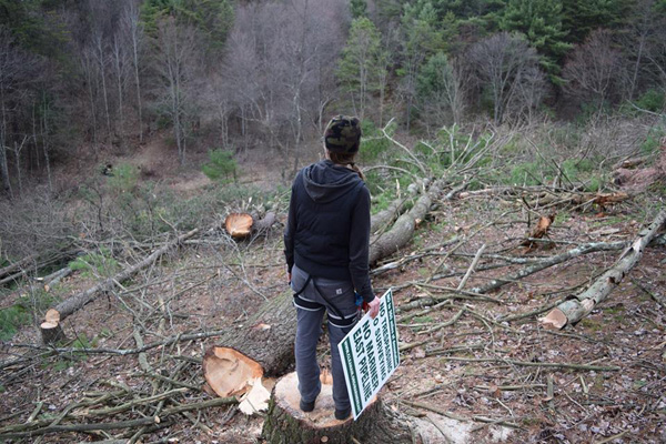 A woman standing on a stump in the middle of a clearcut.