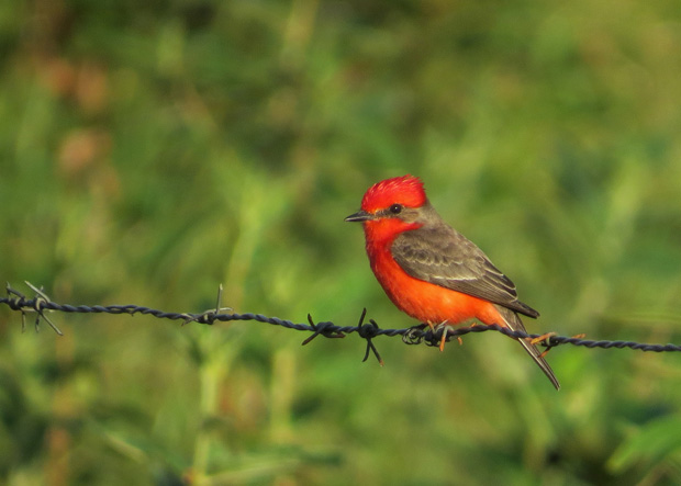 A reddish-orange and brown bird perched on a barbed-wire fence.