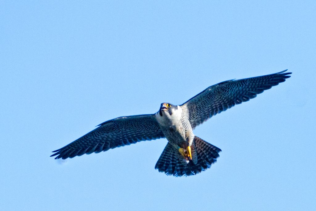 Peregrine falcon in flight