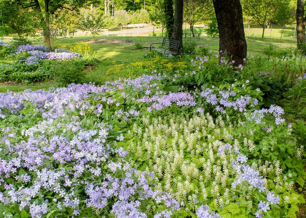 spring native wildflower gardens