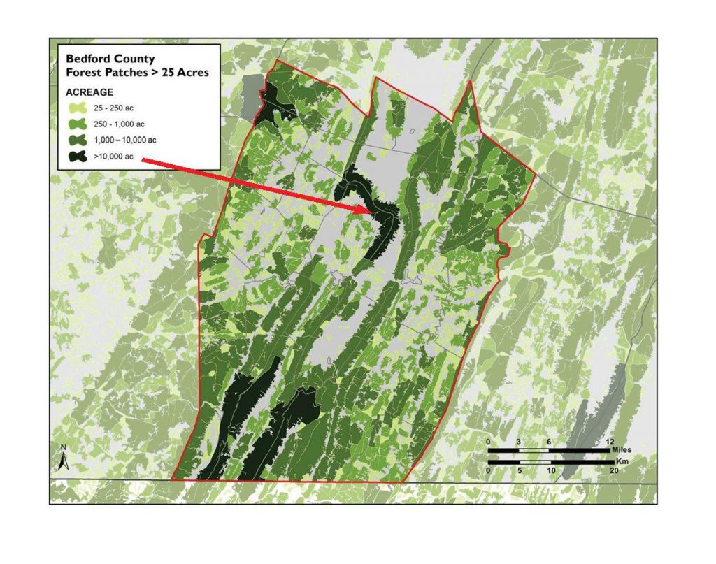 Map of Bedford County forest patches larger than 25 acres