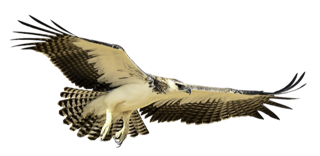 martial eagle in flight
