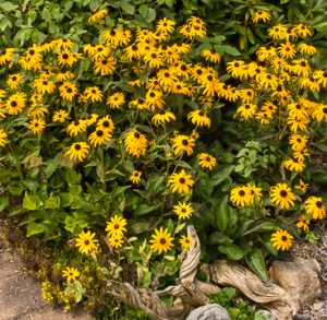 black-eyed Susans