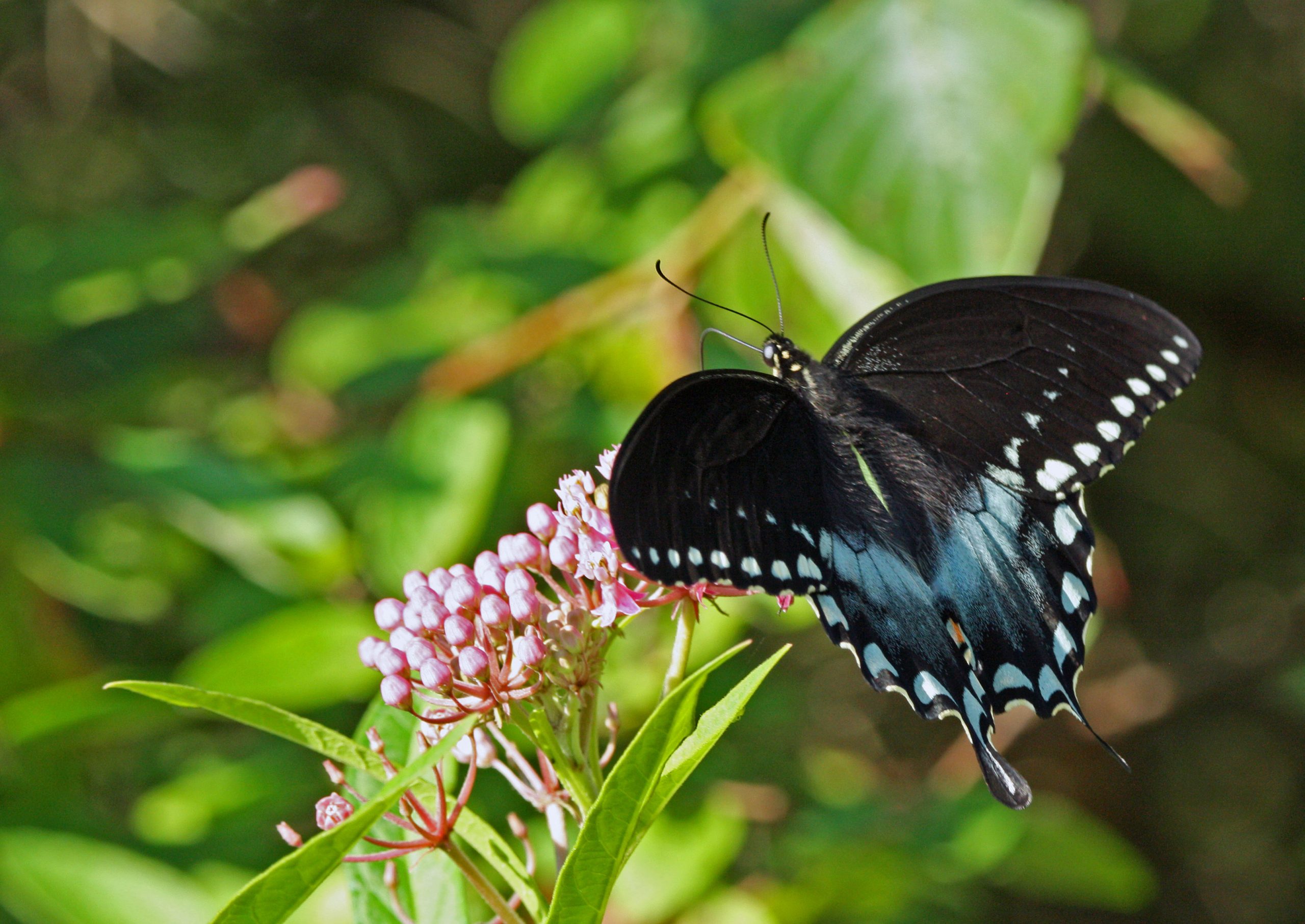 spicebush swallowtail on swamp milkweed