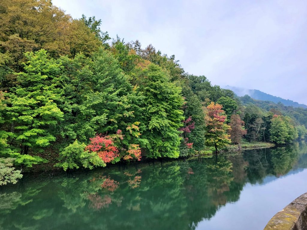 forested lakeshore in autumn foliage