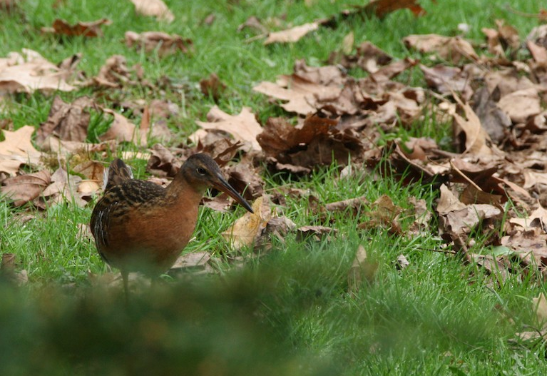 King Rail
