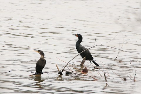 Neotropic Cormorant with Double-crested Cormorant