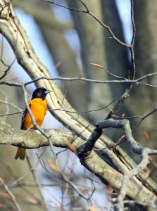 Baltimore Oriole