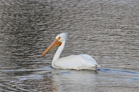 American White Pelican