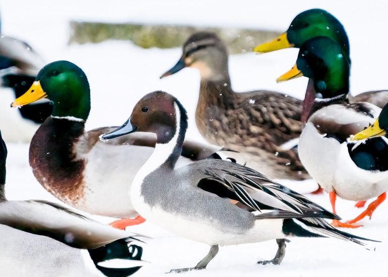 Culp Circle Christmas Bird Count History