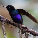 Birds That I Have Seen in Colombia with Nick Bolgiano
