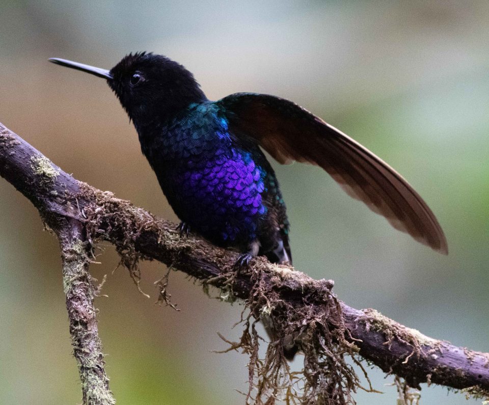 Velvet-purple Coronet