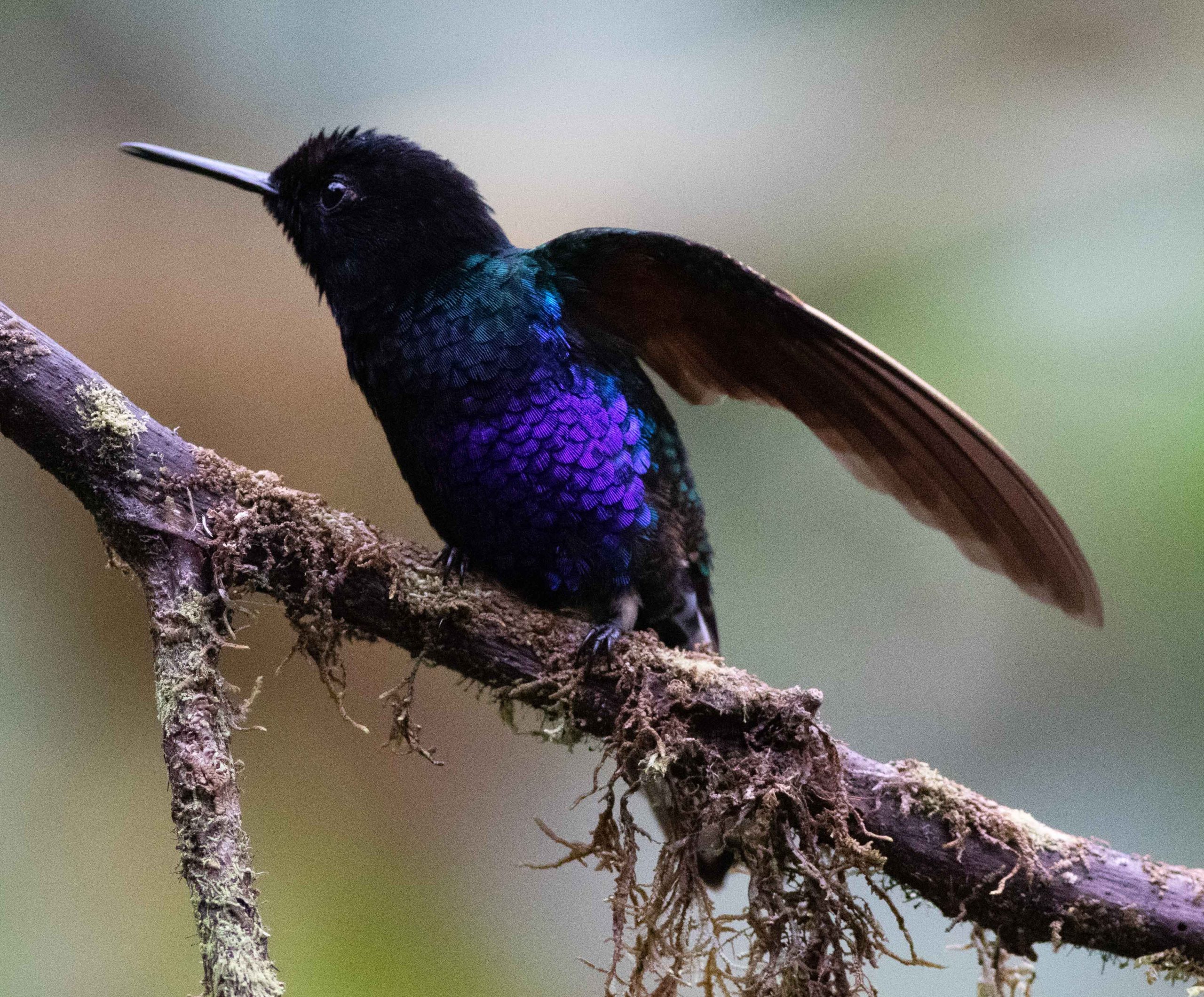 Birds That I Have Seen in Colombia with Nick Bolgiano