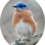 First Tuesday Birding Walk on the Ray Amato Memorial Trail
