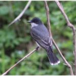 Fall Birding Classic Presentations