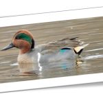 Waterfowl Watch at Prince Gallitzin State Park